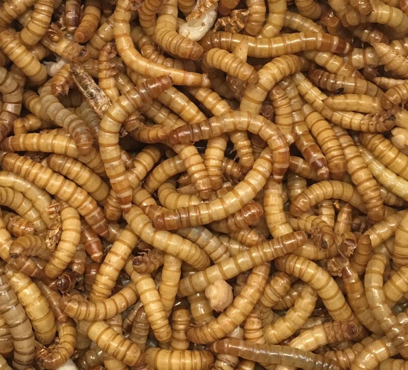 Bird Ready 5000 Live Mealworms | Official Site - Outdoor Bird Supplies